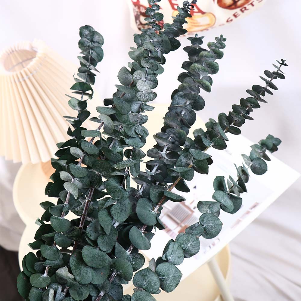 10 Pcs Real Leaves Hanging Dri - Eucalyptus Preserved recension och pris