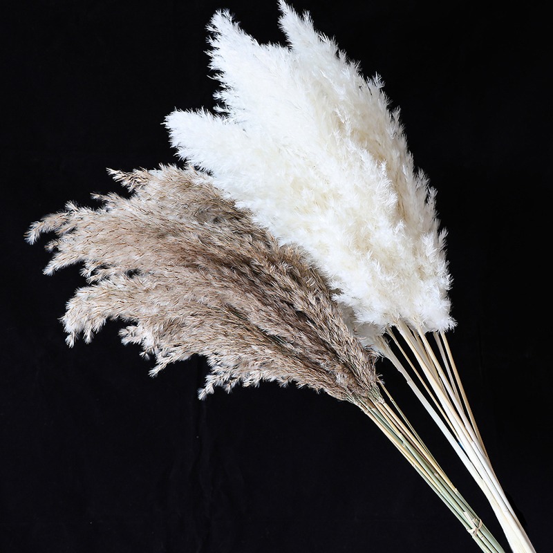 10Pcs Colorful Natural Reeds P - Florist Supply Vases recension och pris