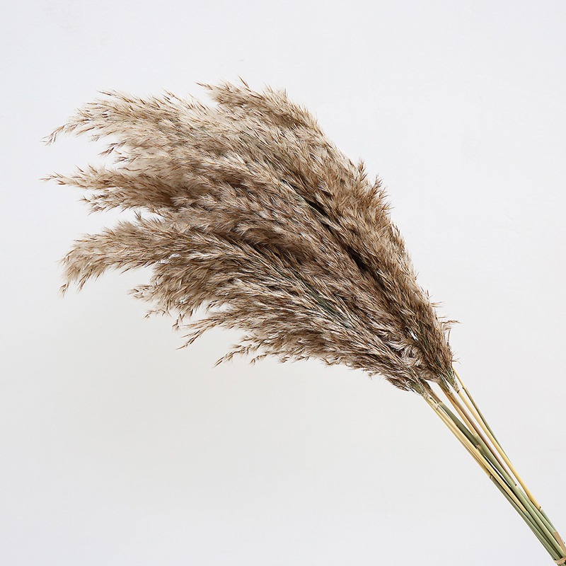 10Pcs Colorful Natural Reeds P - Florist Supply Vases recension och pris